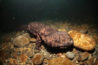 「オオサンショウウオ(ハンザキ,Japanese giant salamander,JGS)」のサムネイル画像