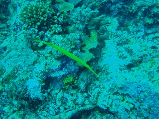 「ヘラヤガラ(Trumpetfish)」のサムネイル画像