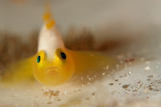 「ナカモトイロワケハゼ」のサムネイル画像