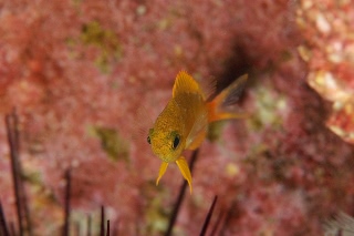 「無題」のサムネイル画像