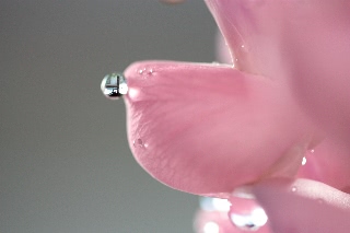 「ルーピン（ルピナス）・ラッセル・ミックス(Lupin)」のサムネイル画像