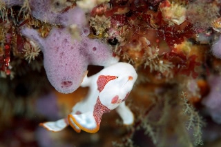 「クマドリイザリウオ(クマドリカエルアンコウ,Warty Frogfish)」のサムネイル画像