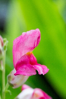 「キンギョソウ」のサムネイル画像