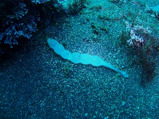 「はぐれた卵塊」のサムネイル画像