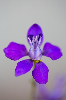 「植物の仲間」のサムネイル画像