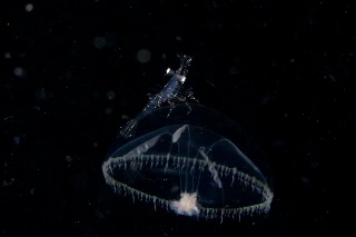 「ジェリーフィッシュライダー」のサムネイル画像