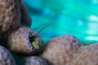 「カンザシヤドカリ(Coral Hermit Crab)」のサムネイル画像