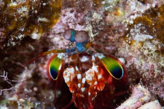 「モンハナシャコ」のサムネイル画像