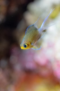 「マルスズメダイ」のサムネイル画像