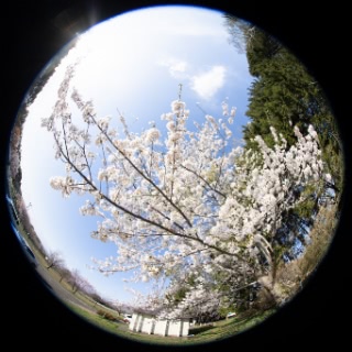 「ソメイヨシノ(染井吉野)」のサムネイル画像