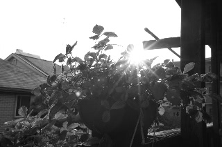 「ワイルドストロベリー」のサムネイル画像