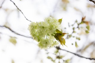 「ギョイコウ(御衣黄)」のサムネイル画像