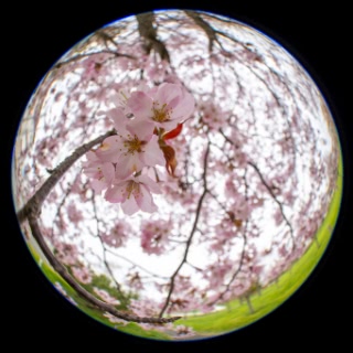 「オオヤマザクラ(エゾヤマザクラ,ベニヤマザクラ)」のサムネイル画像