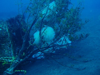 「アオリイカ(Bigfin Reef Squid)」のサムネイル画像