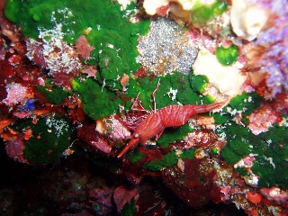 「サラサエビ」のサムネイル画像