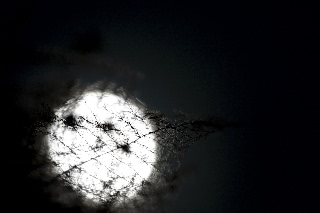 「アスパラガス」のサムネイル画像