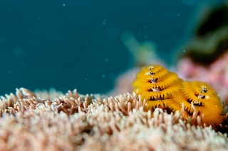 「イバラカンザシ(Christmas tree worm)」のサムネイル画像