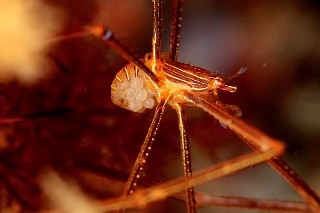 「オルトマンワラエビ(Ortmann's spider-crab)」のサムネイル画像