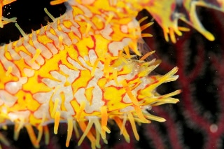 「ニシキフウライウオ(Ghost pipe fish)」のサムネイル画像