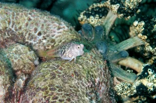 「segment blenny(セグメントブレニー)」のサムネイル画像
