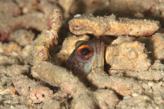 「variable jawfish(バリアブルジョーフィッシュ)」のサムネイル画像