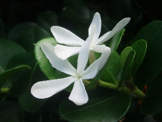 「植物の仲間」のサムネイル画像