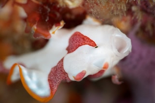 「クマドリイザリウオ(クマドリカエルアンコウ,Warty Frogfish)」のサムネイル画像