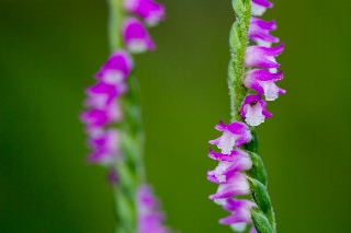 「ネジバナ(ネジリバナ)」のサムネイル画像
