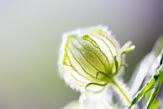 「ギンセンカ(ハイビスカス・トリオナム,銀銭花)」のサムネイル画像