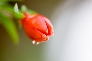 「ザクロ」のサムネイル画像