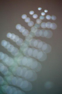 「ウミヒドラの仲間」のサムネイル画像