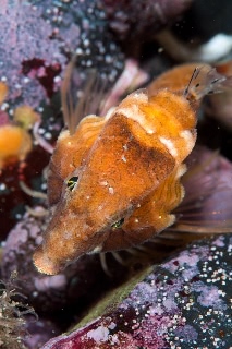 「クチバシカジカ(Grunt Sculpin)」のサムネイル画像