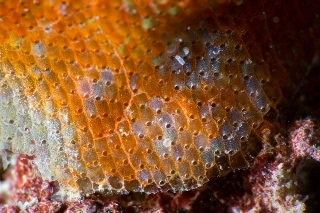 「コケムシの仲間」のサムネイル画像