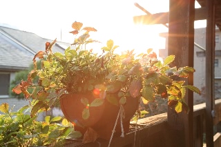 「ワイルドストロベリー」のサムネイル画像