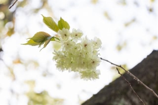 「ギョイコウ(御衣黄)」のサムネイル画像