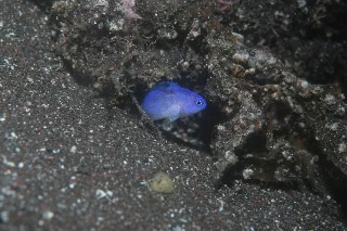 「ルリスズメダイ」のサムネイル画像