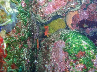 「キンギョハナダイ(Indian)(Indian Lyre-tail Basslet)」のサムネイル画像