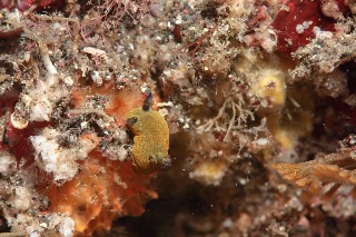 「ウミウシの仲間」のサムネイル画像