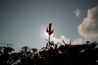 「無題」のサムネイル画像