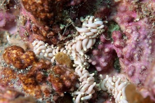 「センジュミノウミウシ」のサムネイル画像