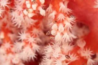 「ホテイヨコエビ科の一種」のサムネイル画像