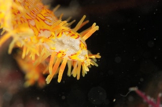 「ニシキフウライウオ(Ghost pipe fish)」のサムネイル画像