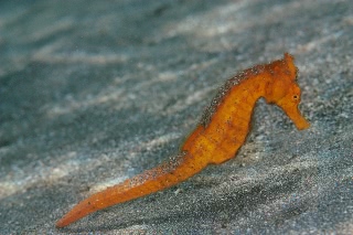 「オオウミウマ」のサムネイル画像