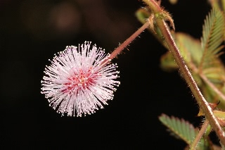 「オジギソウ」のサムネイル画像
