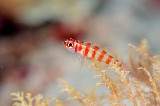 「Candycane dwarfgoby(キャンディーケイン・ドワーフゴビー)」のサムネイル画像