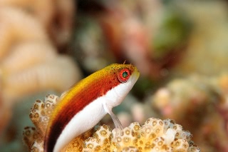 「ホシゴンベ(blackside hawkfish)」のサムネイル画像