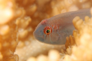 「サンゴハゼの仲間」のサムネイル画像