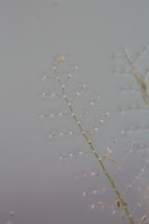 「ウミヒドラの仲間」のサムネイル画像