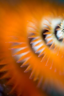 「イバラカンザシ(Christmas tree worm)」のサムネイル画像