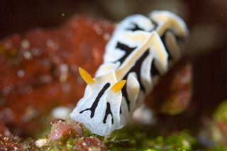 「ユキヤマウミウシ」のサムネイル画像